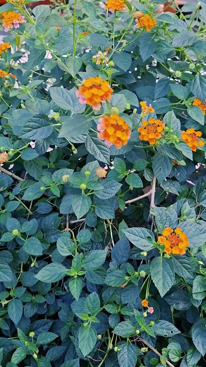 Fiori di Lantana arancioni vivaci che sbocciano in un giardino