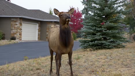 elk in front of house in colorado