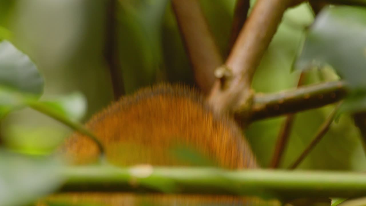 A black-capped squirrel monkey duo nibble on leaves while moving through the branches in Peru’s rainforest.