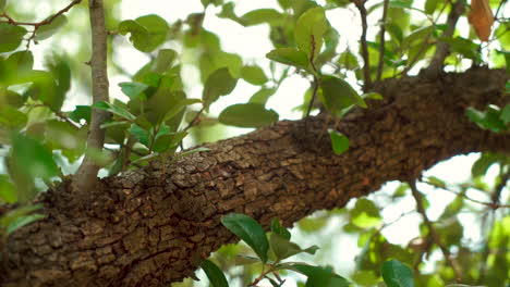 texas live oak branch and leaves -- 4k