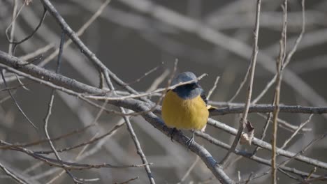 östliches-Gelbes-Robin-Auf-Baumast-Im-Winter-Seoul