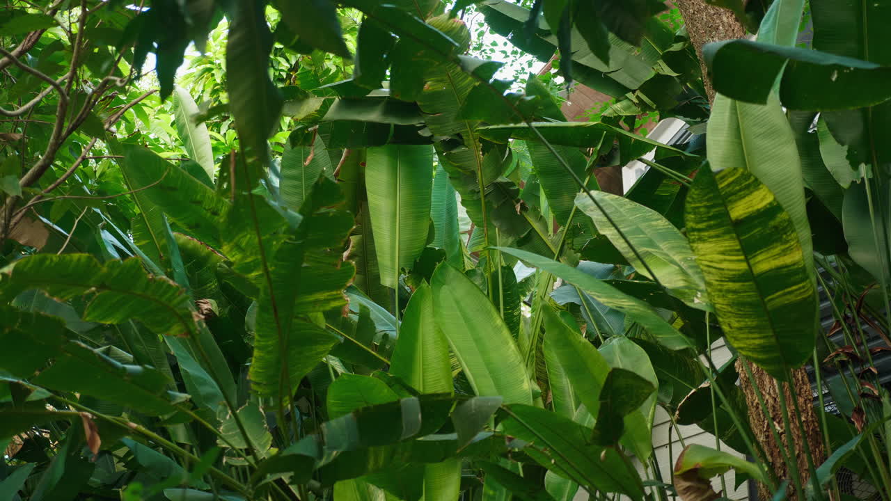 Dense Tropical Foliage