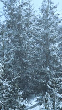 snow-covered pine trees in a winter forest