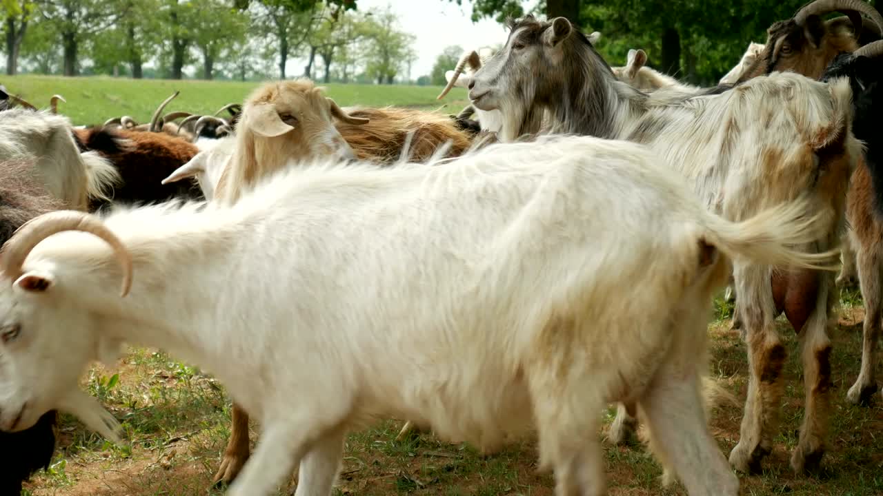 농장에서 재미있는 염소. 자연 목초지에서 염소 무리. 야생 동물과 생태.