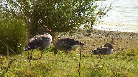 Graylag-Gansos-De-Pie-En-La-Orilla-De-Un-Embalse-De-Rutland,-Inglaterra,-Reino-Unido