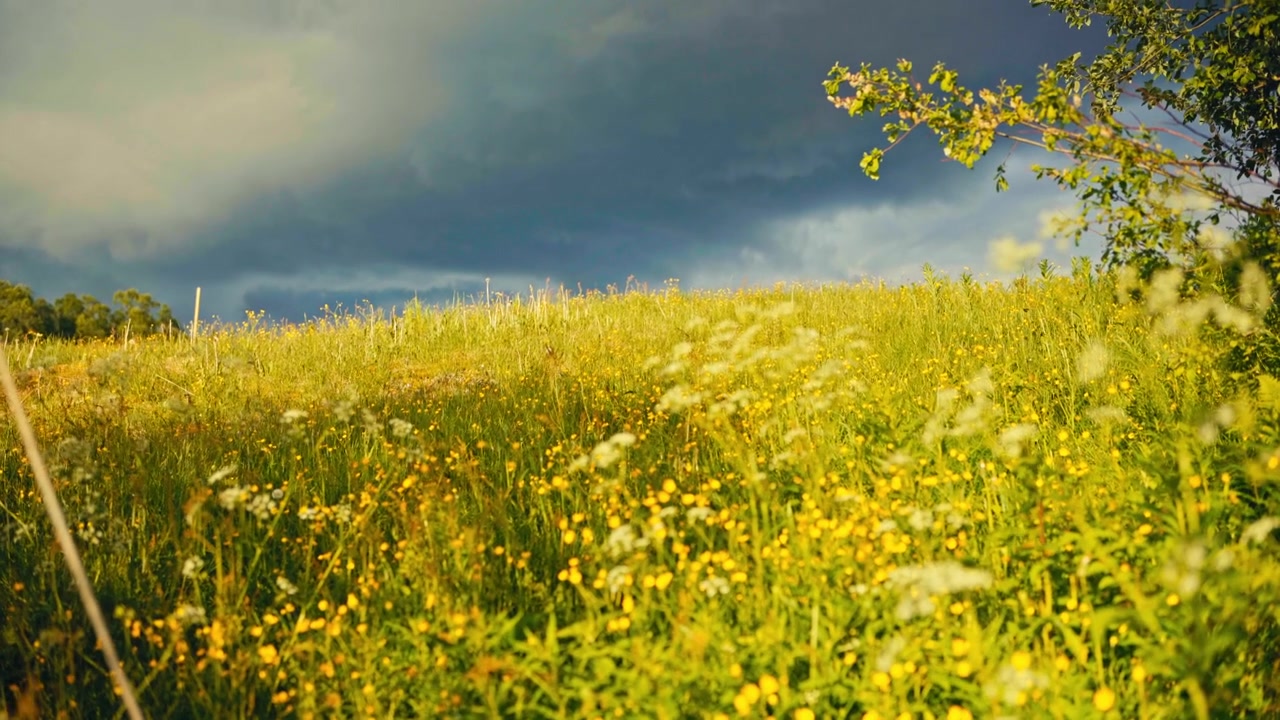 A rural countryside landscape in Norway featuring tall yellowing grass and wildflowers