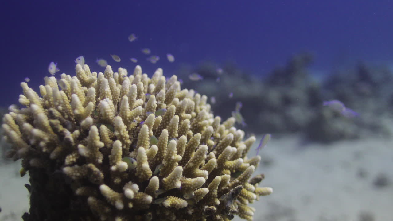 Acropora coral in the Reef, known as table coral, elkhorn coral, and staghorn coral