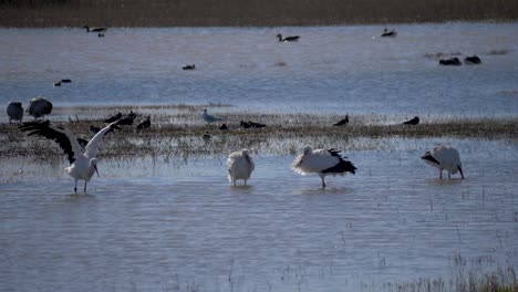 la cigüeña blanca se sacude el agua, después de nadar en un lago
