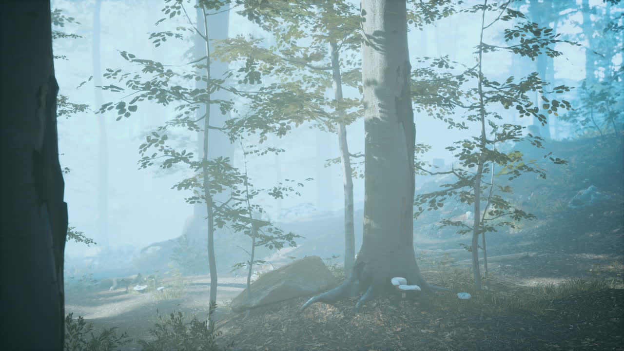 추운 안개 아침에 푸른 숲의 파노라마