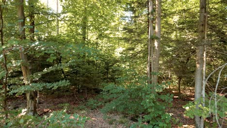 slow low flying drone in forest