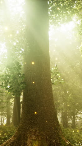 enchanted forest with sunbeams and fireflies