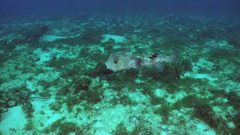 gran pez puercoespín nadando sobre el arrecife en el mar caribe de cozumel