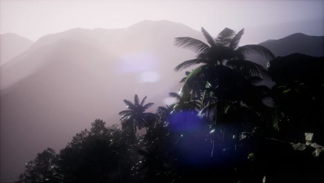 sunset beams through palm trees