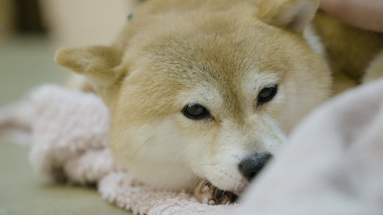 Slow motion shot of a red Shibu Inu dog lying down being petted by its owner