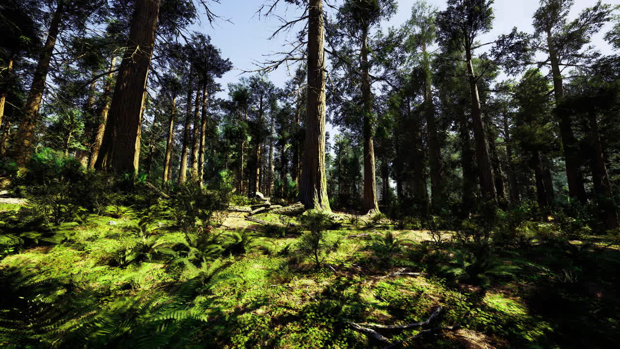 Lush forest with tall trees and vibrant undergrowth in daylight