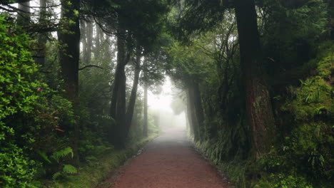 static shot of forest trail during a dramatic misty day