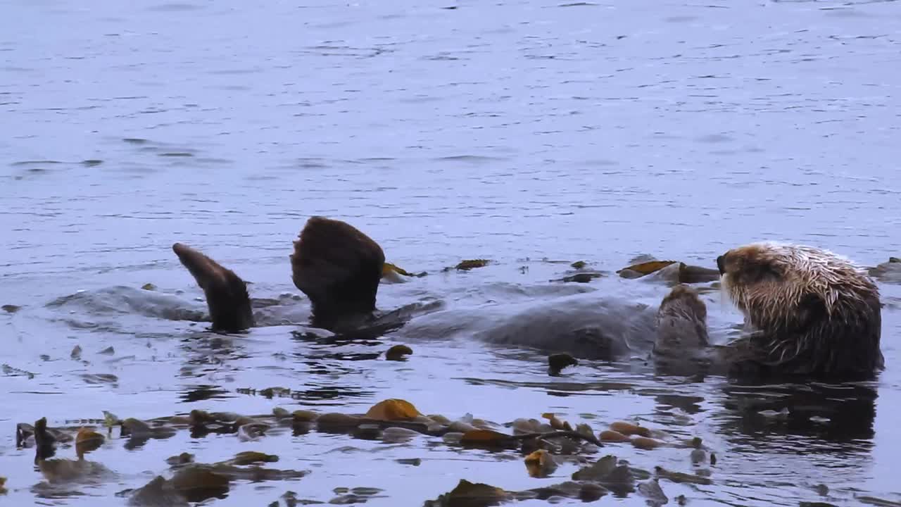 la nutria marina se retorce en las aguas de la bahía de morro, california.