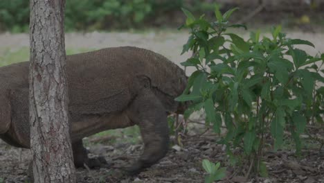 Giant-Komodo-dragon-stalks-amongst-the-trees-on-the-beach-and-into-the-jungle