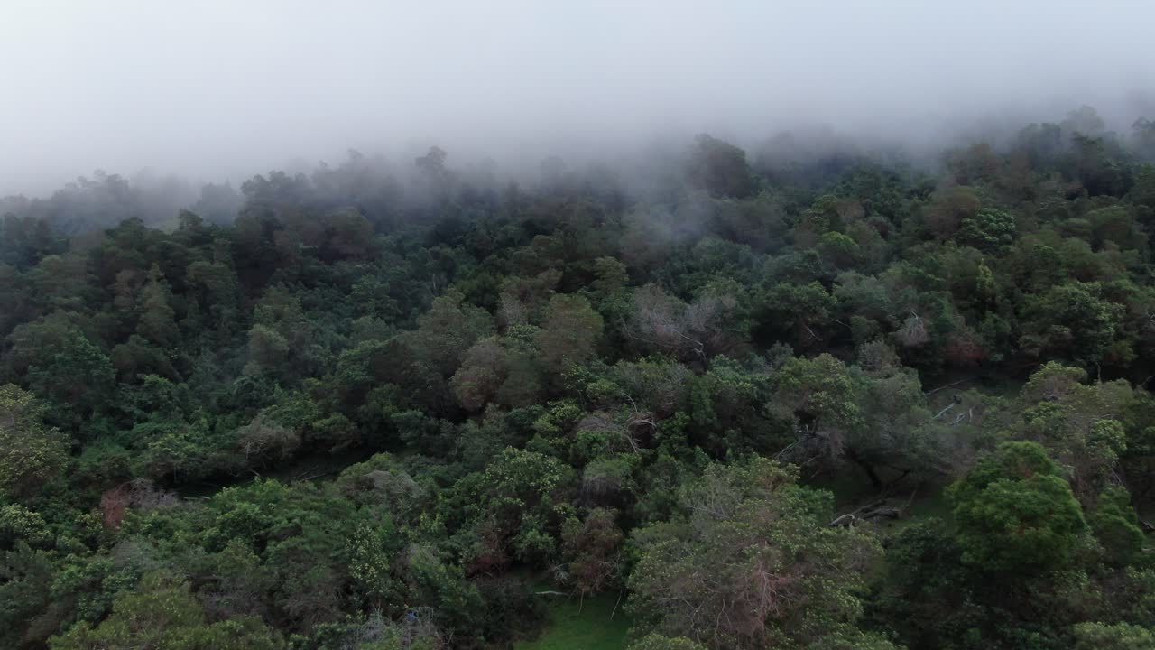 imágenes aéreas flotando sobre el dosel del bosque del bosque de polipoli en maui, hawaii