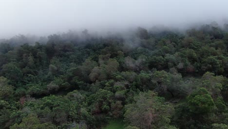 Imágenes-Aéreas-Flotando-Sobre-El-Dosel-Del-Bosque-De-Polipoli-En-Maui,-Hawaii