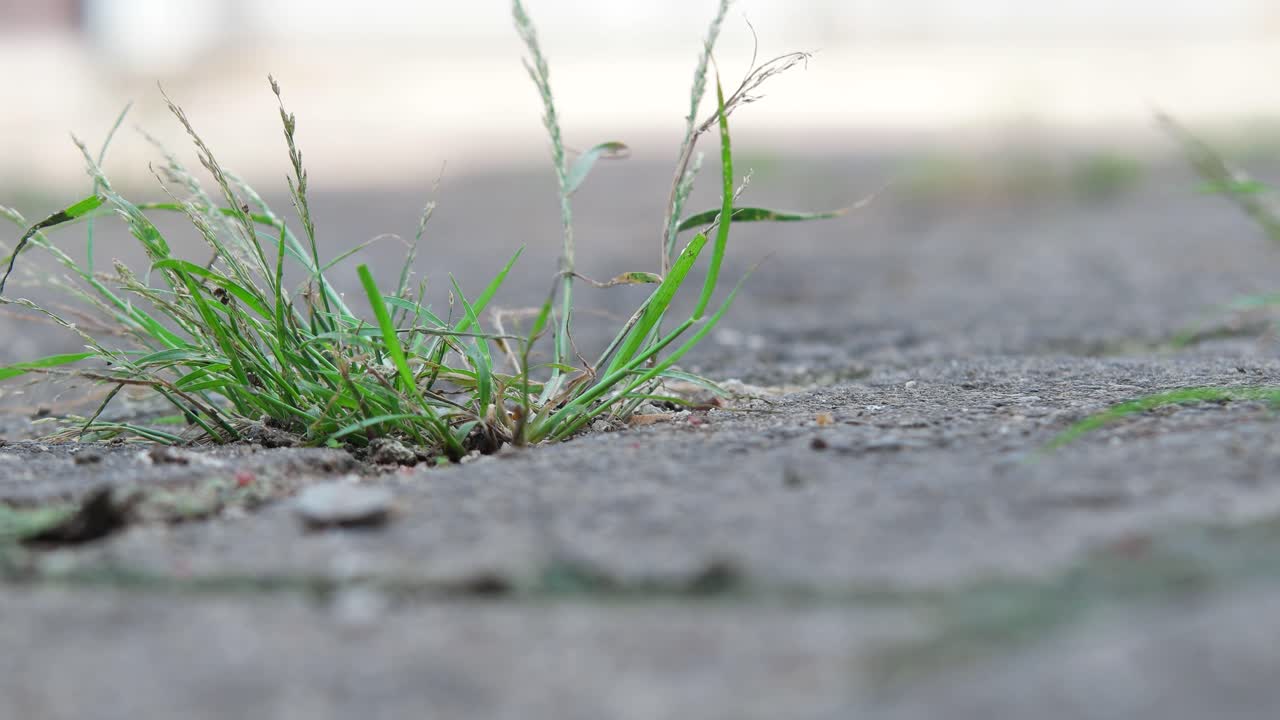 grass growing on the ground