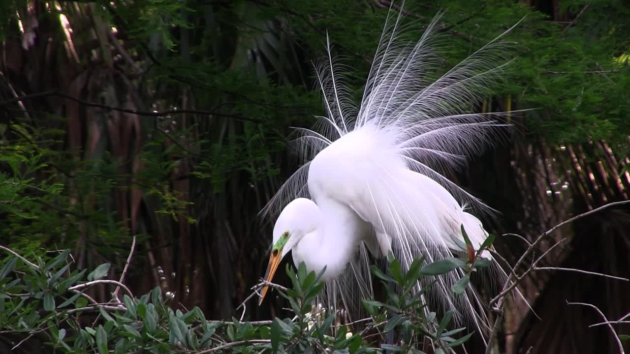 수컷 두루미 짝짓기 전시