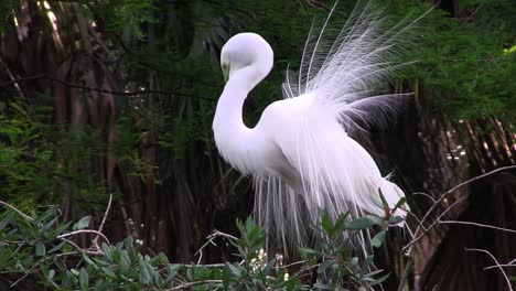 una exhibición de apareamiento de grulla macho