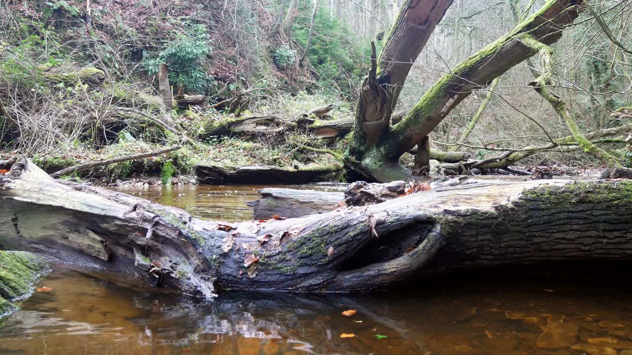 antiguo río rural de la mina de cobre que fluye a través del tronco de un árbol caído en descomposición en el desierto del bosque