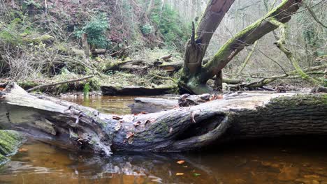 Old-rural-copper-mine-river-flowing-through-fallen-decaying-tree-trunk-in-woodland-forest-wilderness