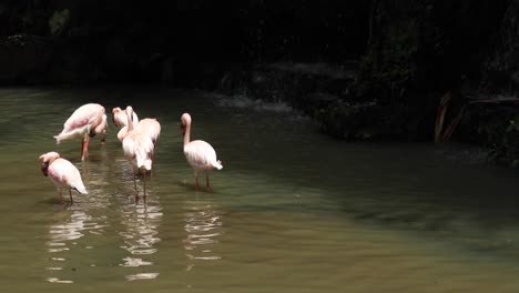 flamencos en un estanque