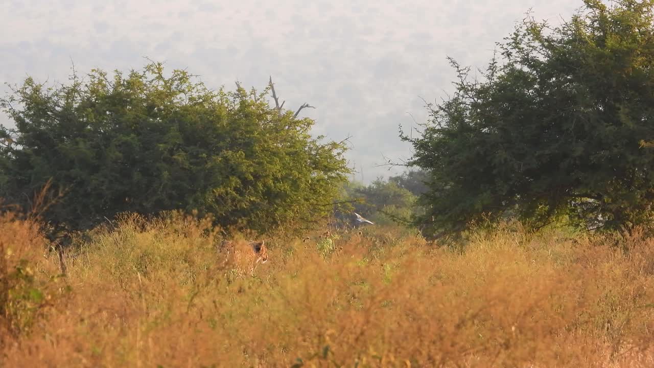 leopard walking in the savana vegetation in South Africa Kruger nation park wildlife safari tour