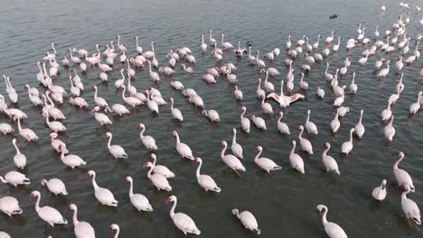 aerial 4k, slow downward tilt close to flamingos and other shallow water waders in free state, south africa