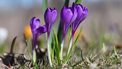 lila krokusblüten im frühling