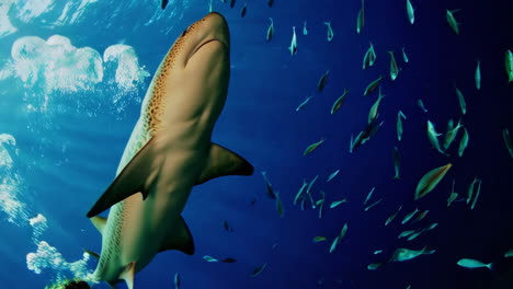 mujer nadando con tiburones bajo el agua