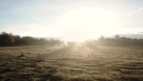 Conceptual-shot-flying-towards-the-sun-over-a-field-of-trees-casting-shadows