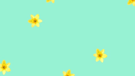 animation of yellow flowers on blue background