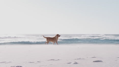 pet golden retriever dog being exercised running along beach by waves