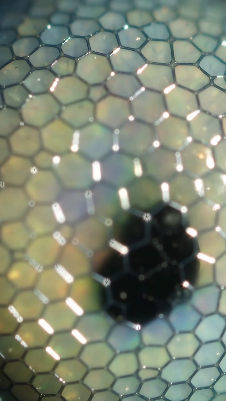 Vertical video: Tuning focus moving camera over compound eye at lab showing hex facets spot glints