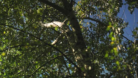 birch tree in sunlight