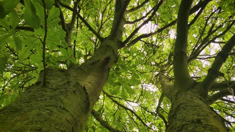 Europäischer-Kastanienbaum-In-Ebenerdiger-Aufnahme