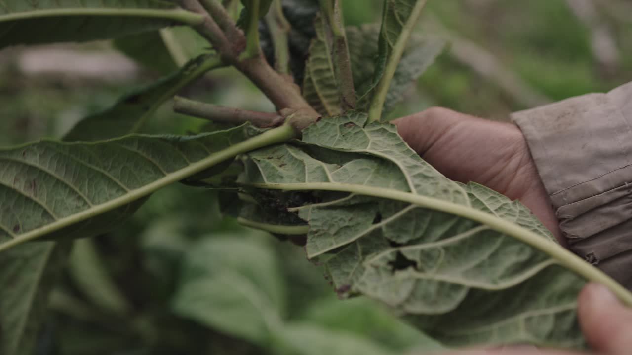 disparo medio de un jardinero masculino recortando hojas de la planta