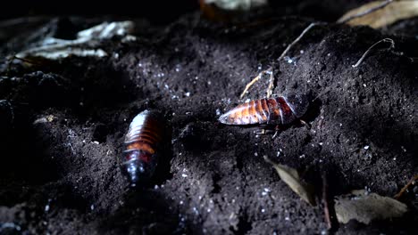 madagascar hissing cockroach in the night forest. halloween background