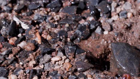 Several ants exit a small nest hole in damp, rocky soil following rainfall. Macro close-up, natural lighting, and a static camera capture their movement