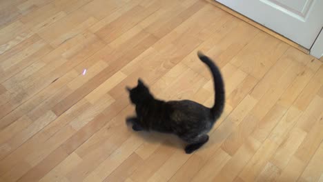 young cat chasing laser in circles.jpg