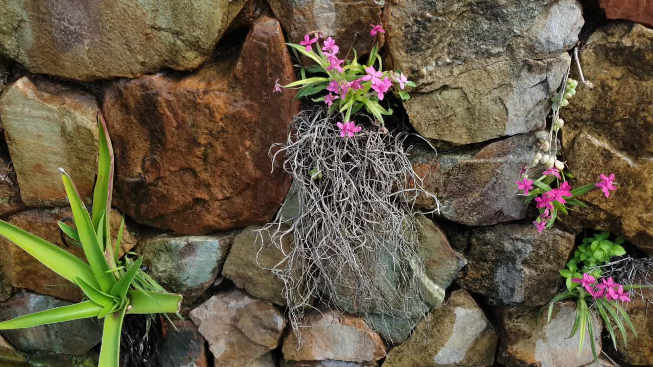 plantas de aire floreciendo y creciendo con sus raíces expuestas y ancladas en una pared de roca de piedra con un estanque de agua debajo, imágenes de inclinación lenta hacia arriba