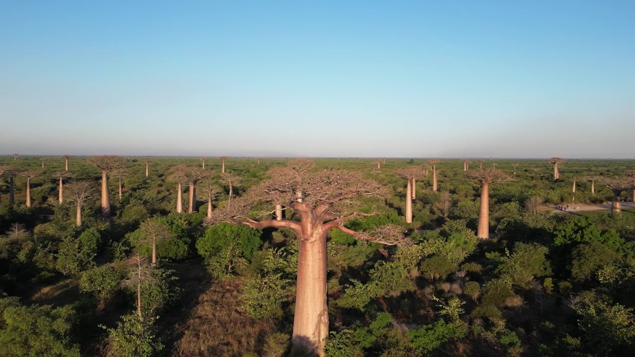 Madagaskar'daki Baobab Yolu'nda belirgin antik bir ağaç gövdesine doğru ilerleyen sinematik drone takip çekimi. Yerel orman fonuyla birlikte devasa ağaç kabuğu dokusunun ince detayı.