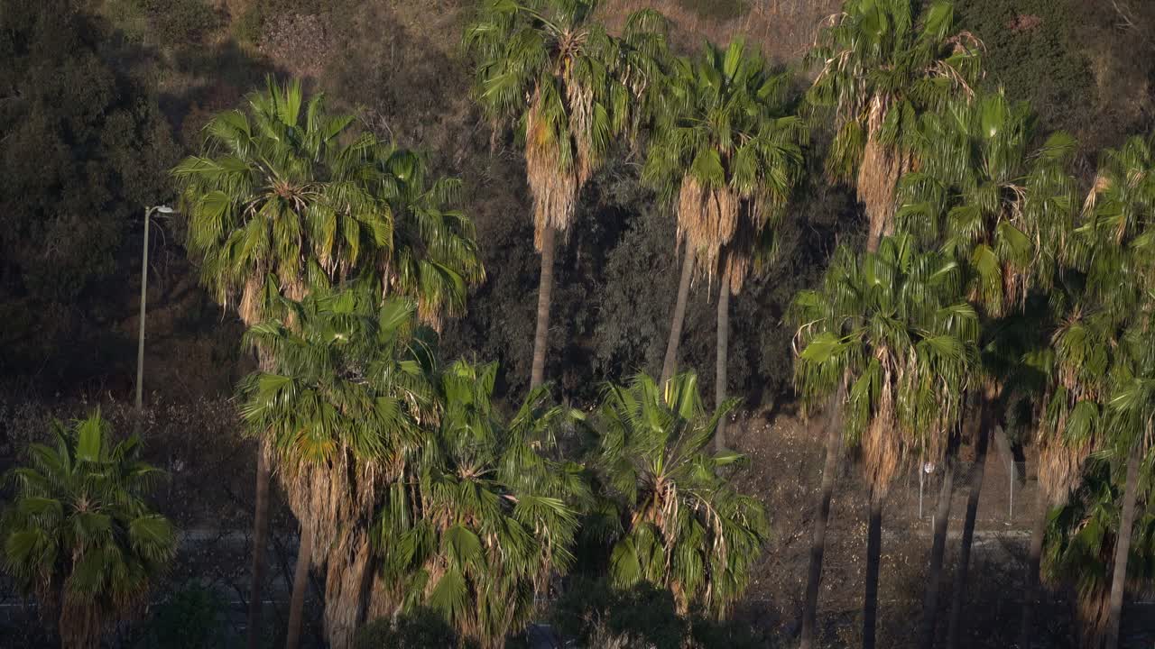 grupo de palmeras grandes