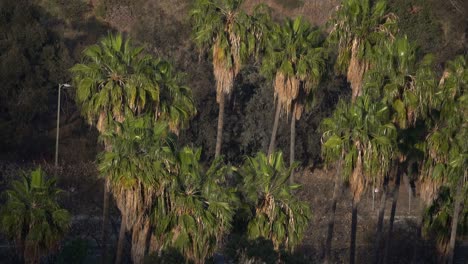 group of large palm trees