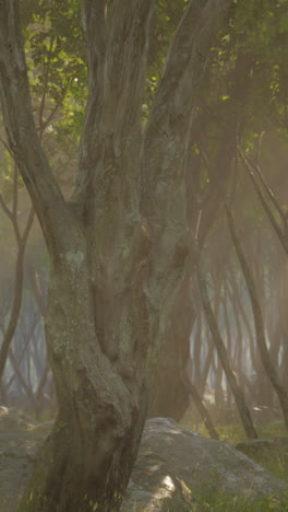 enchanted forest: sunlit path through misty woods