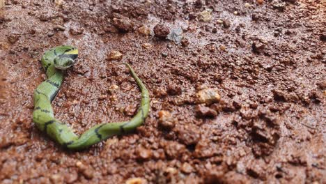 The-Indian-grass-snake-or-Green-keelback-,-is-a-non-venomous-species-of-snake,-with-its-beautiful-patterned-skin,-found-in-parts-of-Asia---known-as-Gavtya-snake-in-most-parts-of-India